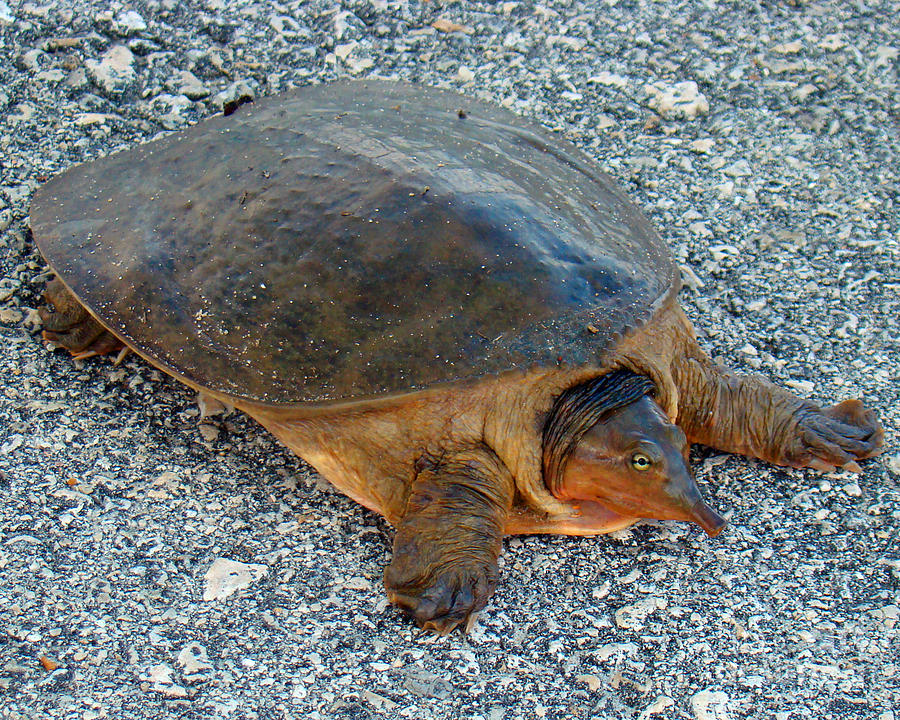 Tired Turtle Photograph by Nancy L Marshall