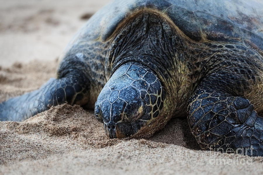 Tired Turtle Photograph by Tami Williamson - Pixels