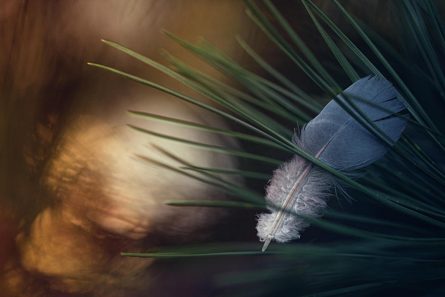 Feather Photograph - Tired Wings... by Dimitar Lazarov -