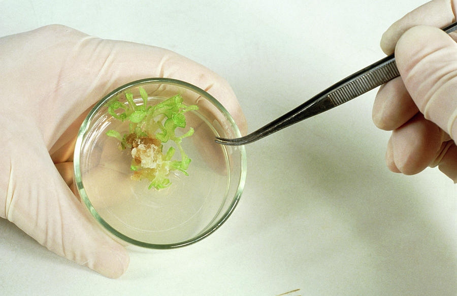 Tissue Culture Of The Tobacco Plant Photograph by Sinclair Stammers/science Photo Library.