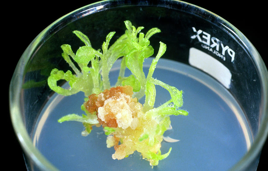 Tissue Culture Of Tobacco Plant Photograph by Sinclair Stammers/science Photo Library.