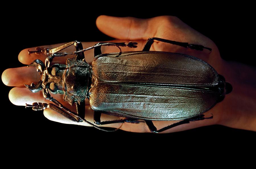 Titan Beetle Photograph by Patrick Landmann/science Photo Library