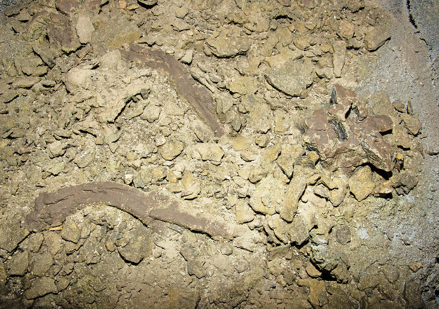 Titanoboa Vertebrae And Rib Fossils Photograph by Millard H. Sharp ...