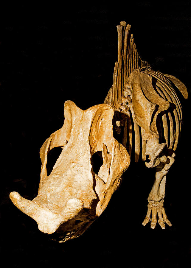 Titanothere Female Fossil Photograph by Millard H. Sharp - Fine Art America