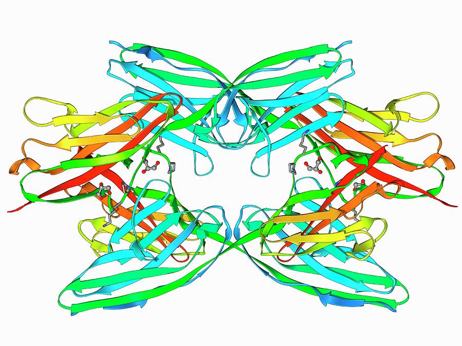 titin-muscle-protein-molecule-photograph-by-laguna-design-science-photo