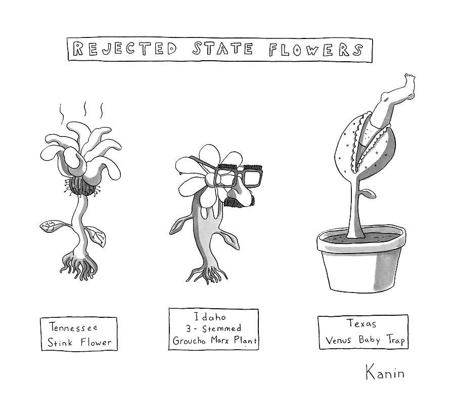 Title: Rejected State Flowers: Tennessee Drawing by Zachary Kanin