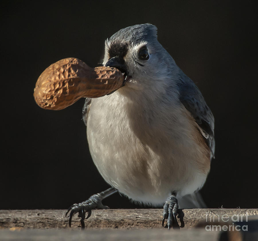 Titmouse and Peanut Photograph by Jim Moore