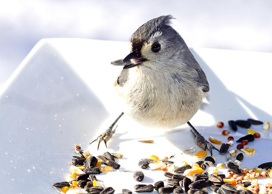 Titmouse Bird Feeding Photograph by Trudy Wilkerson