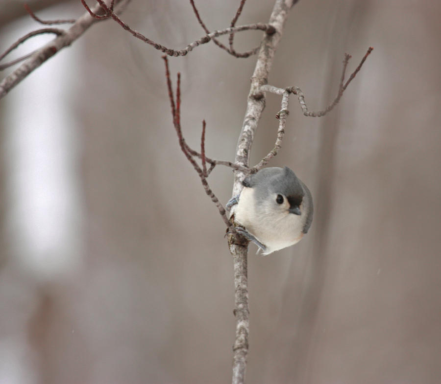Nature Photograph - Titmouse Face To Face by Karl Gebhardt