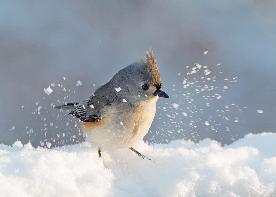 Titmouse Fun in the Snow Photograph by Jack Nevitt