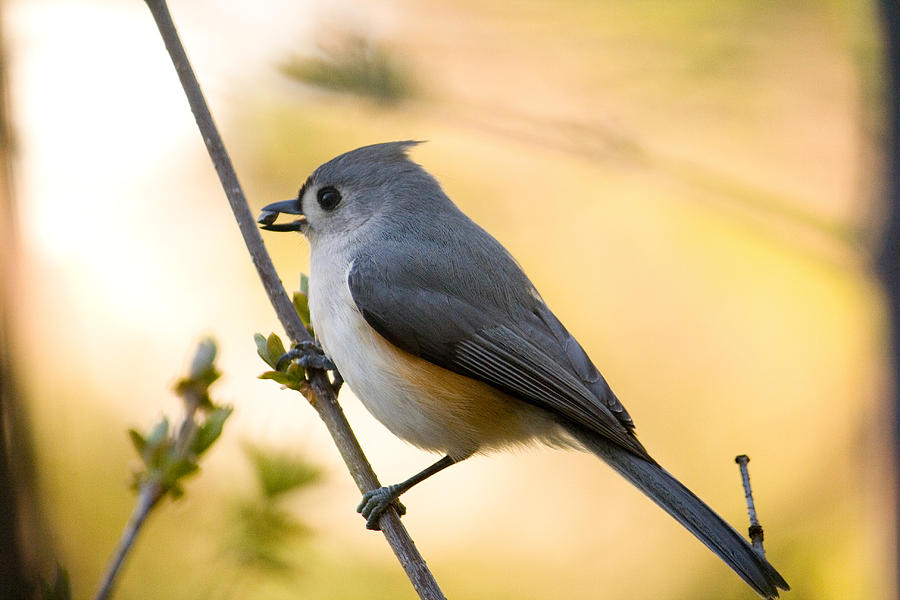 Titmouse Photograph - Titmouse In Gold by Shane Holsclaw