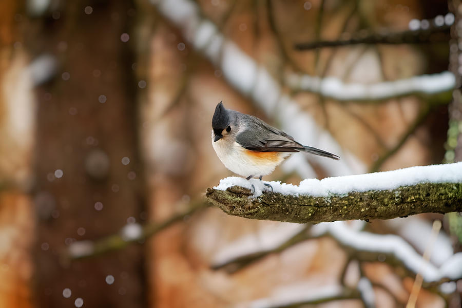 Titmouse in Winter Photograph by Lars Lentz