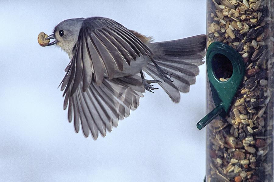 Titmouse Takeoff Photograph by Constantine Gregory