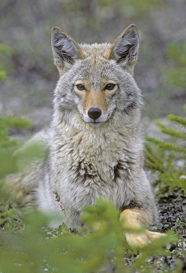 Tk0607, Thomas Kitchin Coyote In Spring Photograph by First Light