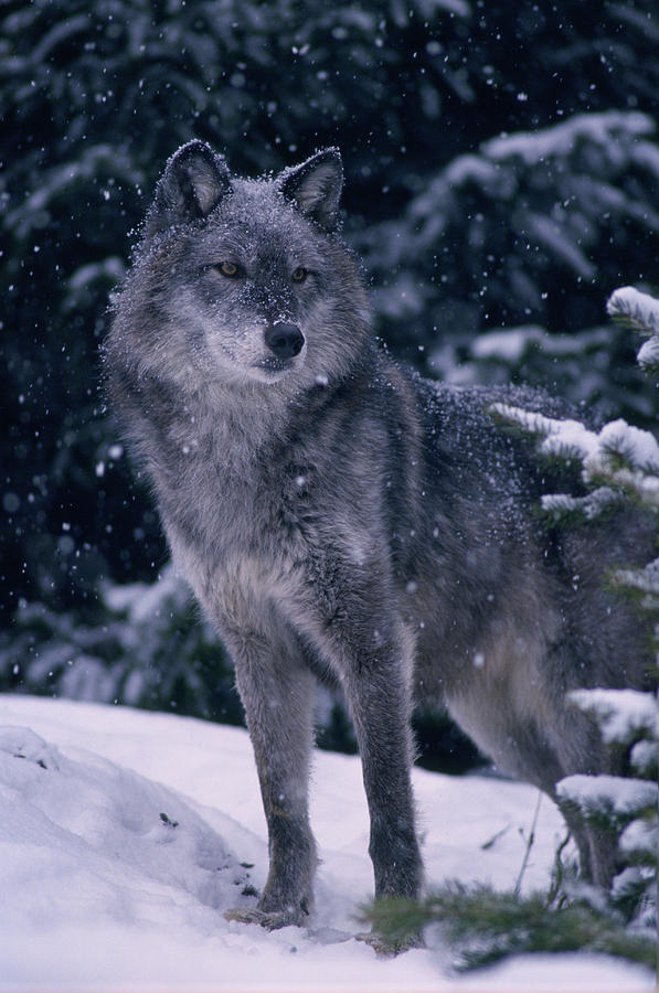 wolf of light