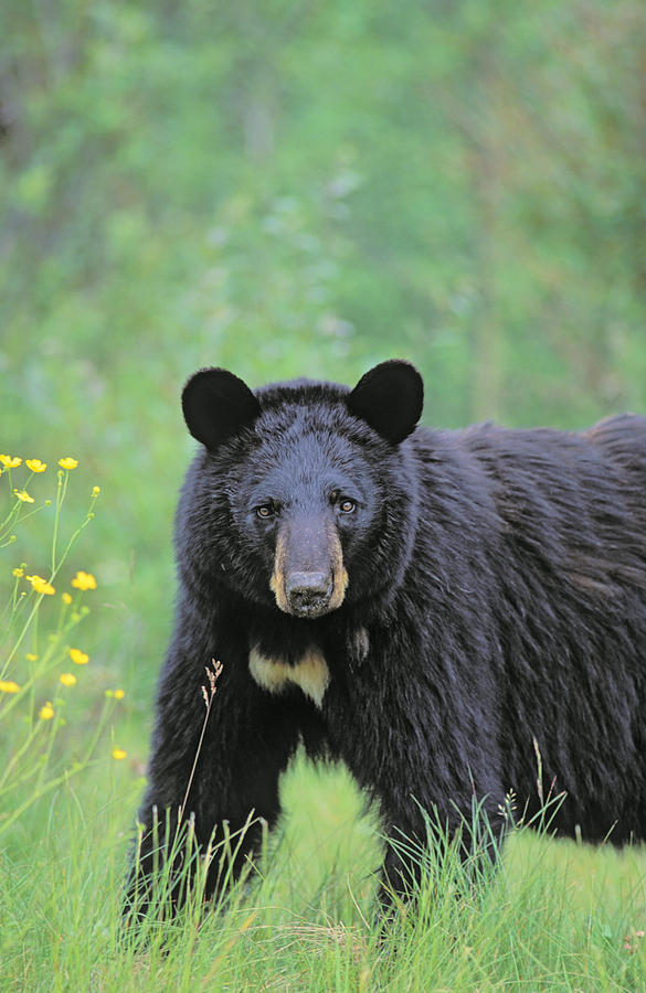 Black Bear Photograph - T.kitchin, 6979b Black Bear, Summer by First Light