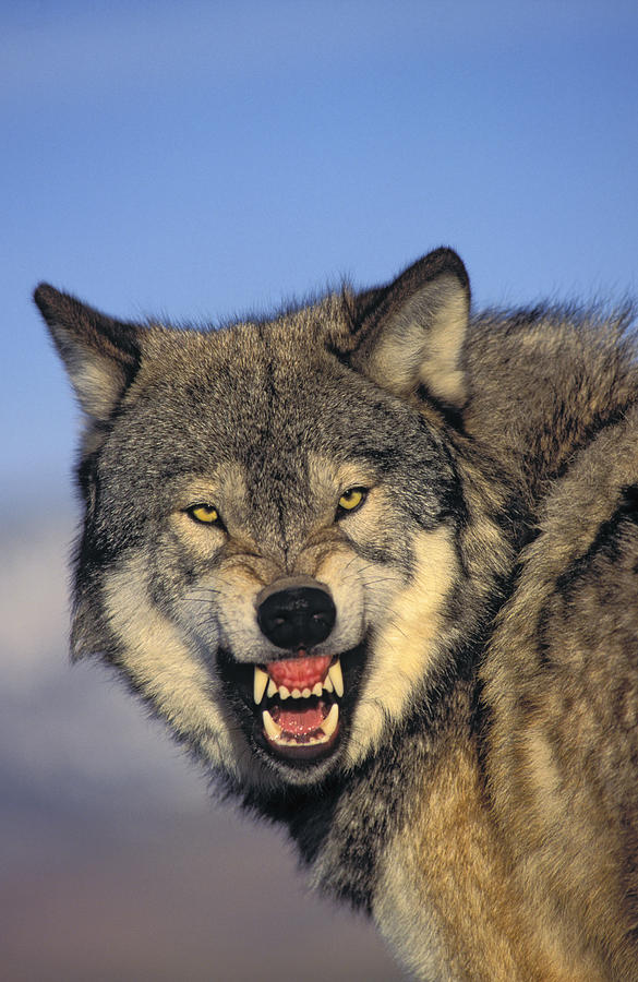 Wolf Face Growling