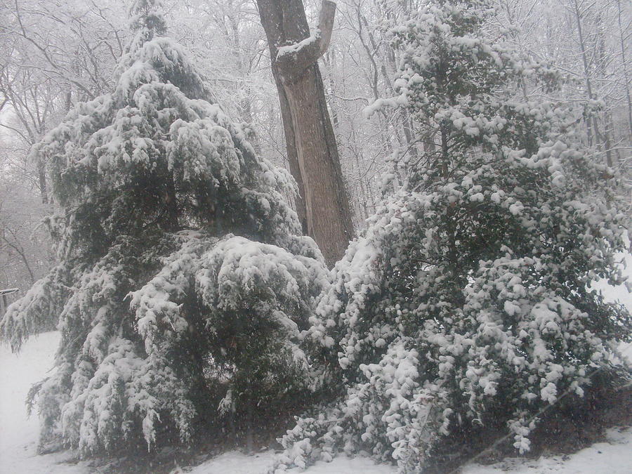 TN. Snow Photograph by Daryl Baker Fine Art America