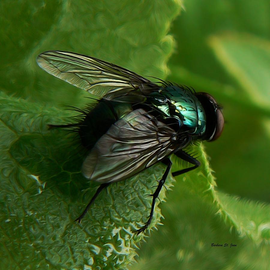 Insects Photograph - To be the Fly on the Salad Greens by Barbara St Jean