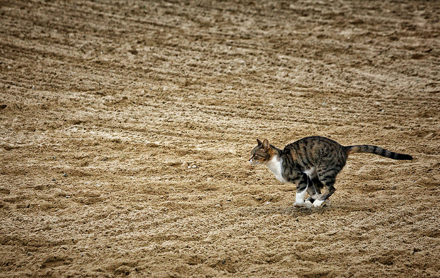 To Catch A Mouse Photograph by Karol Livote