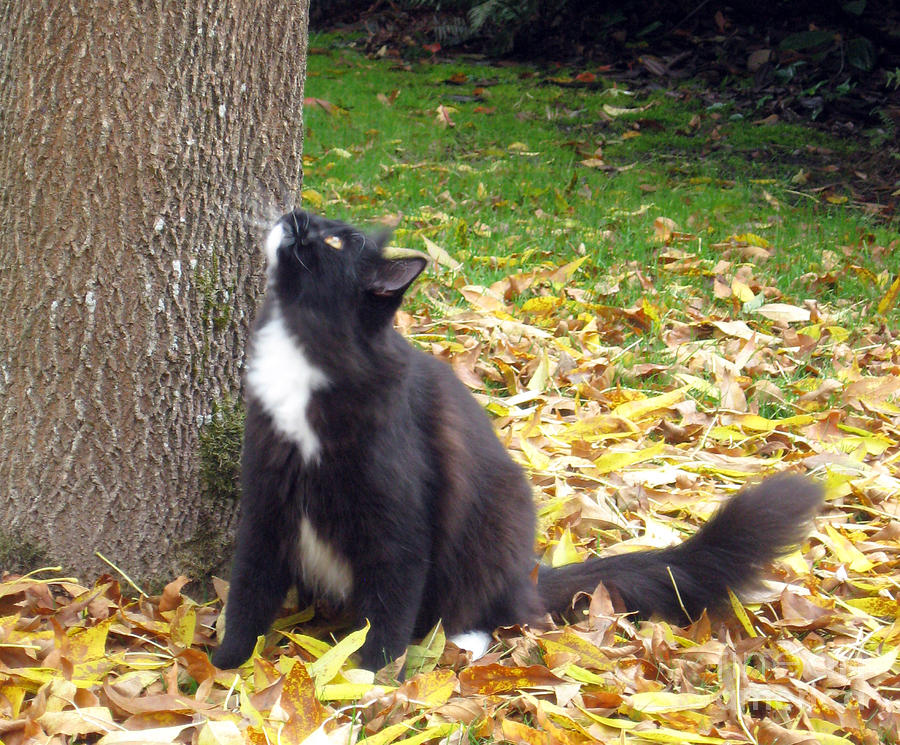Fall Photograph - To climb or not kitty is indecisive by Ellen Miffitt