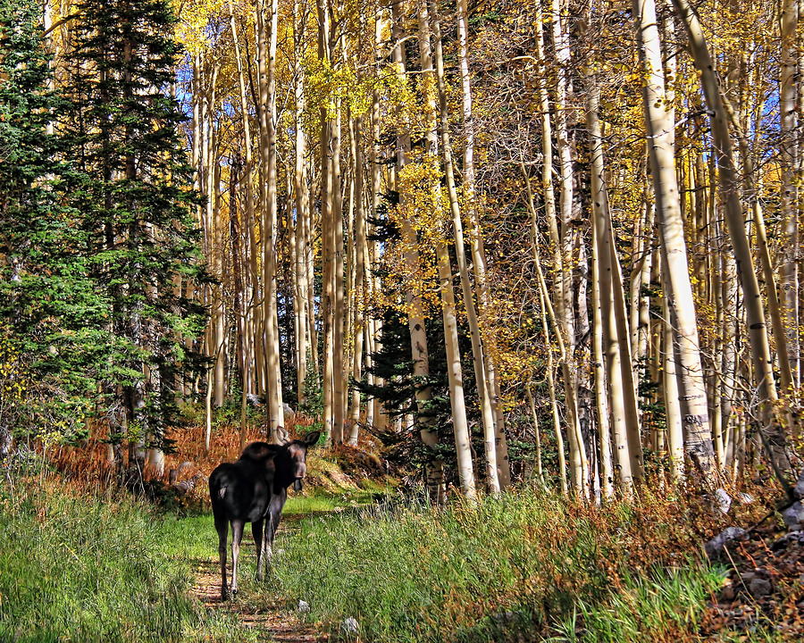 To Hike With A Moose by Gene Praag To Hike With A Moose by Gene Praag