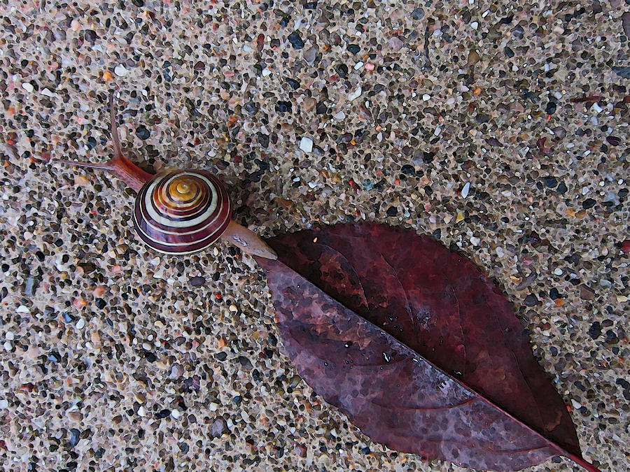 Snail Photograph - To My Left by Mary Bedy
