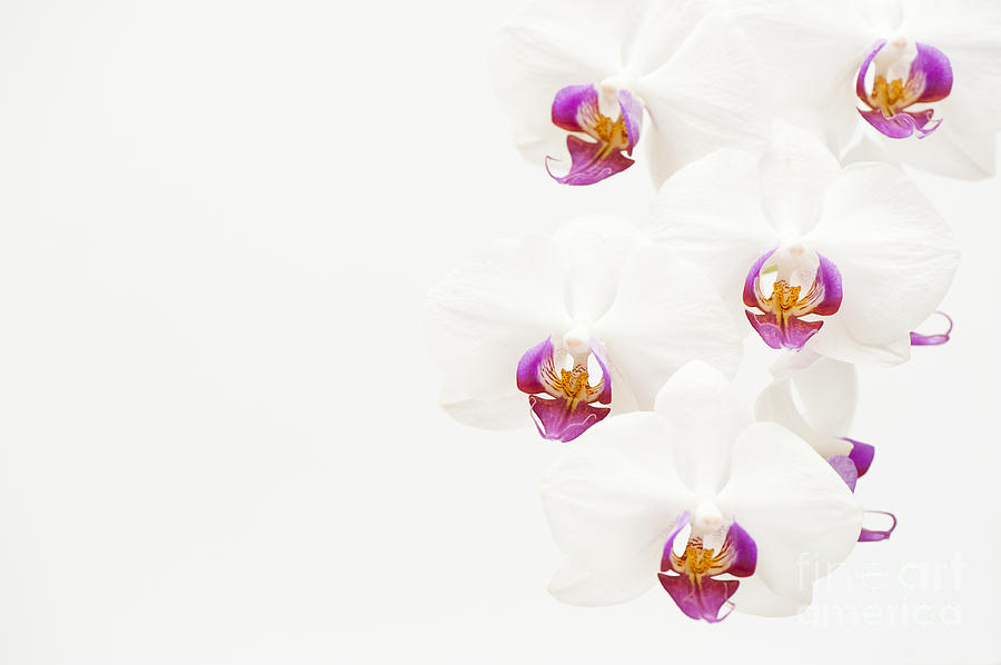 Orchid Photograph - To One Side by Anne Gilbert