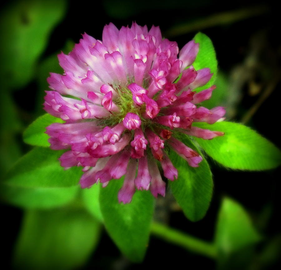 Flower Photograph - To Remember Clover by Karen Wiles