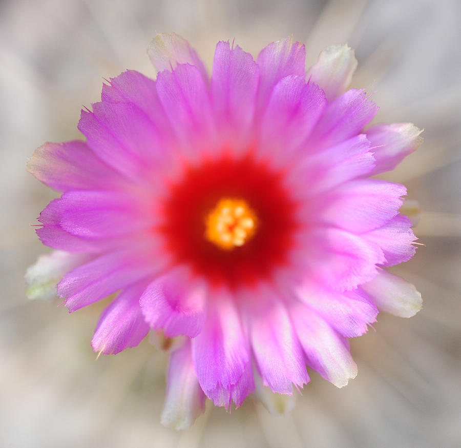 To Return to Innocence. Cactus Flower Photograph by Jenny Rainbow