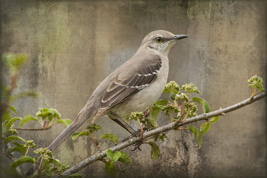 Bird Photograph - To Still A Mockingbird by Kathy Clark