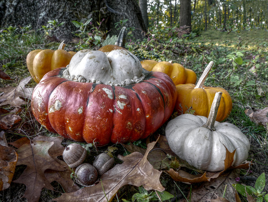 To Swell the Gourd Photograph by Richard Reeve