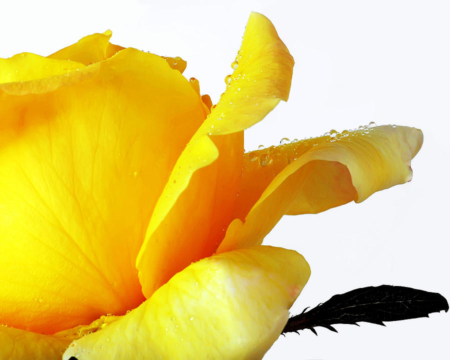 Rose Photograph - To the Edge of Yellow by Camille Lopez