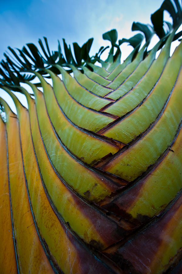 Abstract Photograph - To The Sky by Sebastian Musial