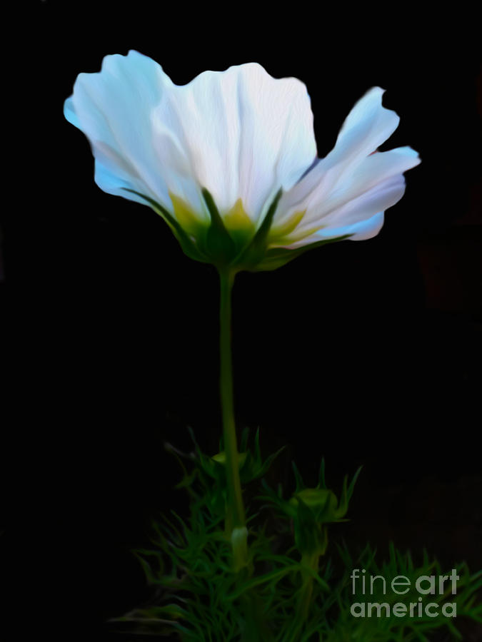 Flower Photograph - To You Alone May My Spirit Yield by Susan Gabriel