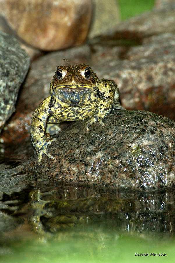 Toad And Rock Photograph by Gerald Marella