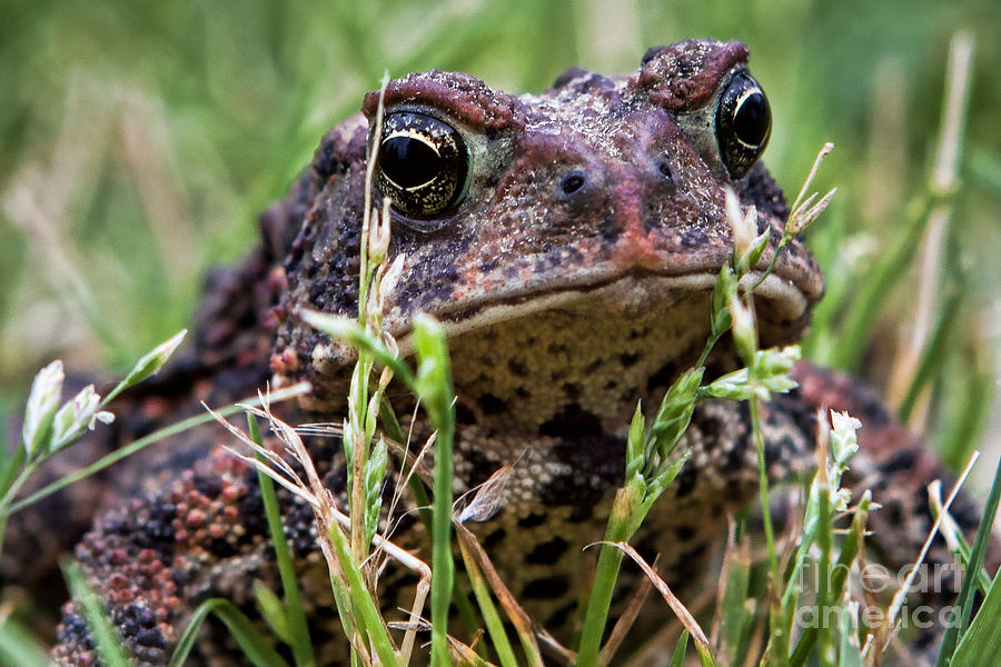 Toad Close Up Photograph by Lawrence Burry