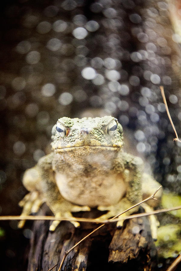 Toad Photograph