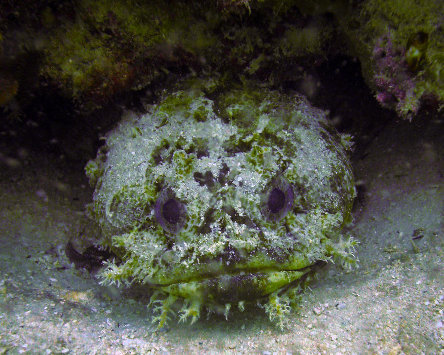 Toad Fish 2 Photograph by Adan-Guillermo Jordan-Garza - Pixels