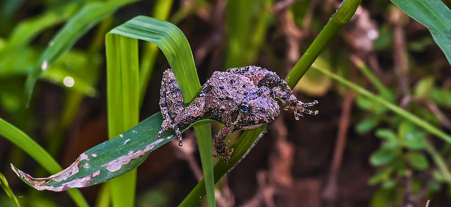 Toad Hanging on Blade of Grass Photograph by Michael Whitaker