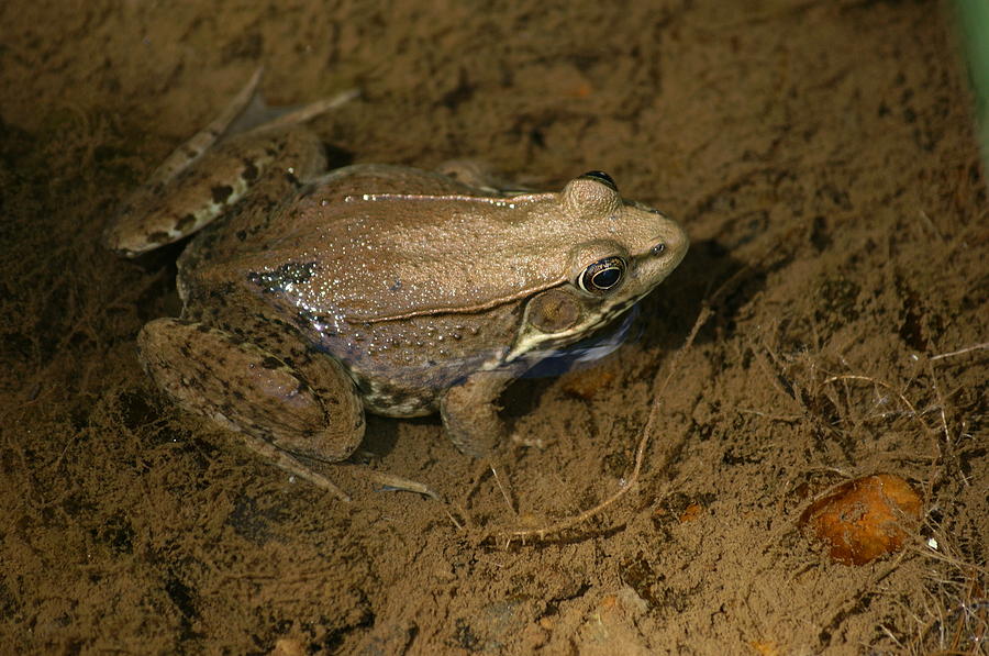 Water Photograph - Toad by Heidi Poulin Water Photograph - Toad by Heidi Poulin