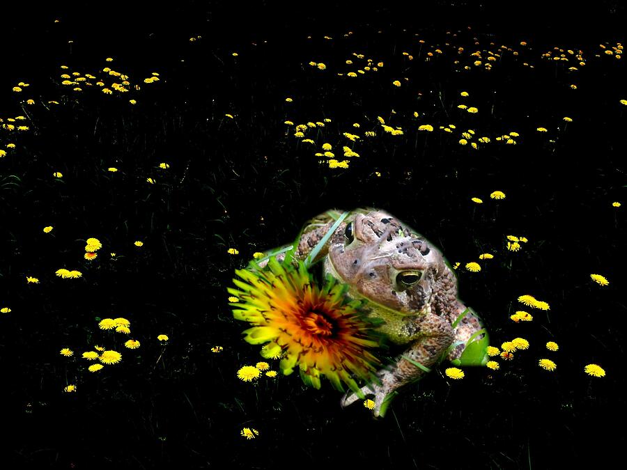 Flower Photograph - Toad in A Lions Den by Mike Breau