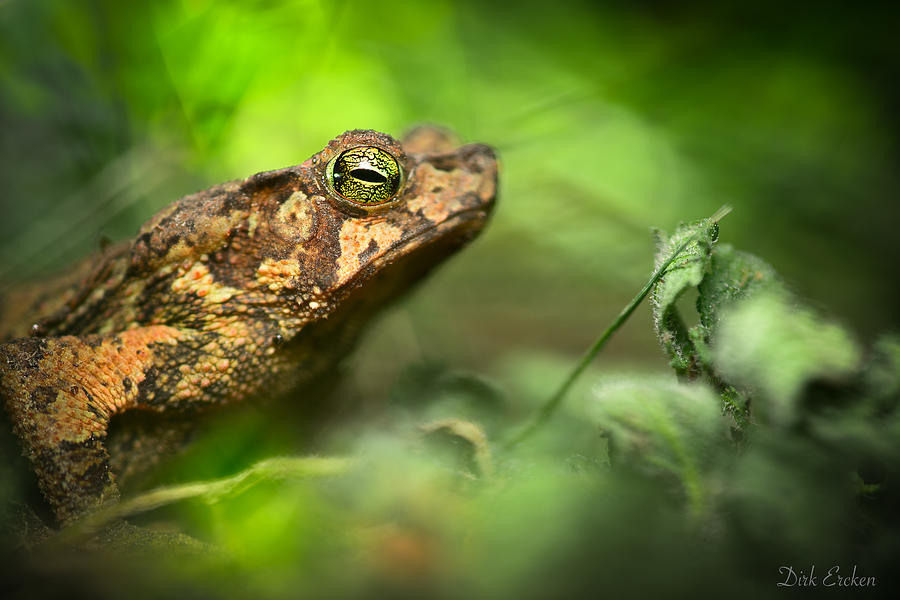 toad in the Amazon rain forest Photograph by Dirk Ercken