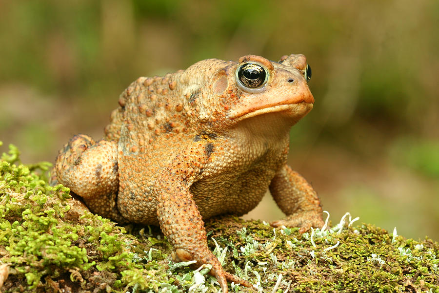 Toad Photograph by John Bell