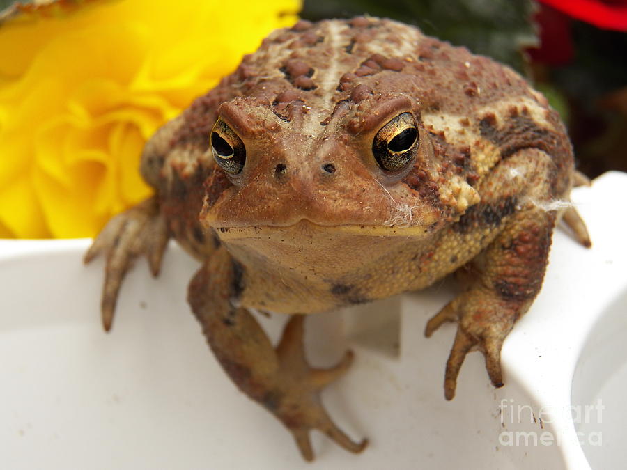 Toad Photograph by Judy Via-Wolff