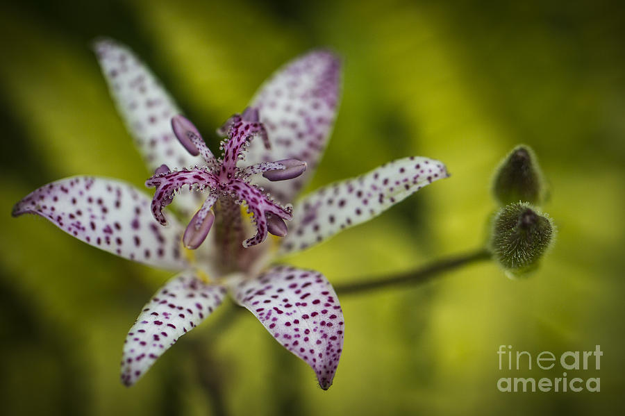 Toad Lily 2 Photograph by Clare Bambers
