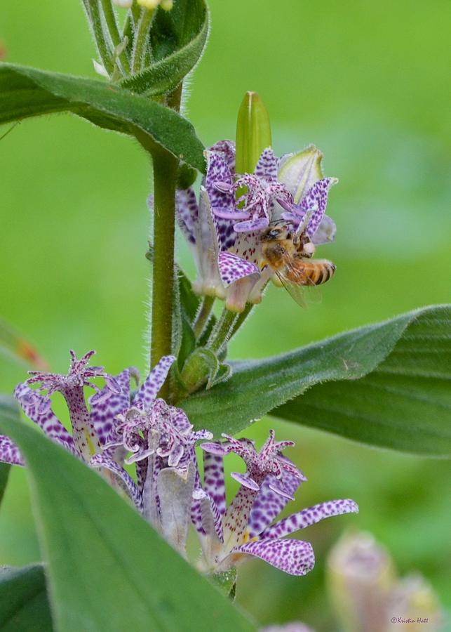 Toad Lily and Hover Fly Photograph by Kristin Hatt