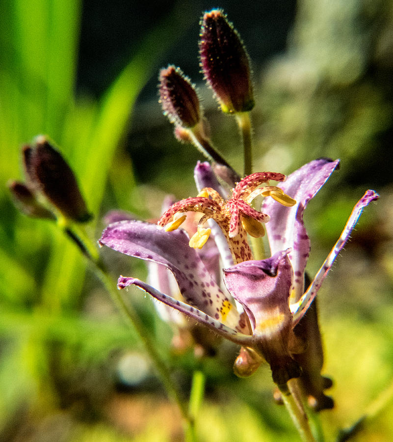 Lily Photograph - Toad Lily Blossom and Buds 1 by Douglas Barnett