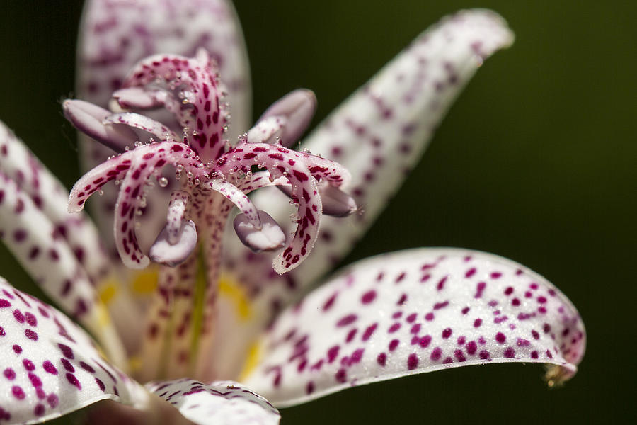 Toad Lily in Autumn Photograph by Clare Bambers