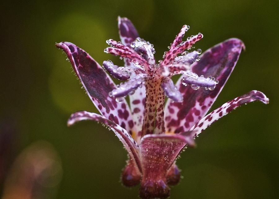 Toad Lily Dew Drops Photograph by Richard Cummings